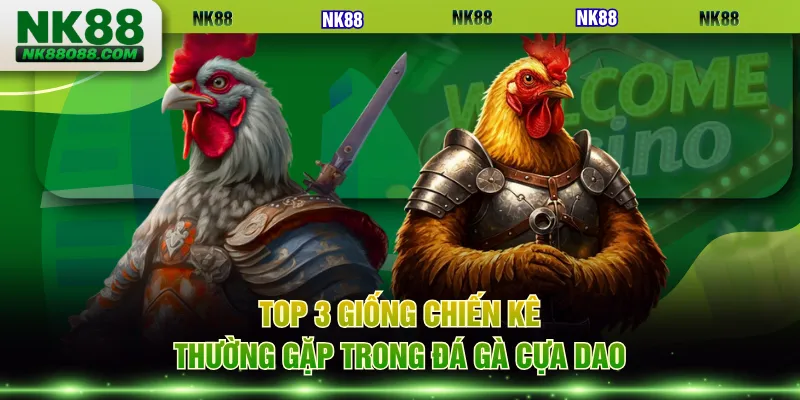Top 3 giống chiến kê thường gặp trong đá gà cựa dao
